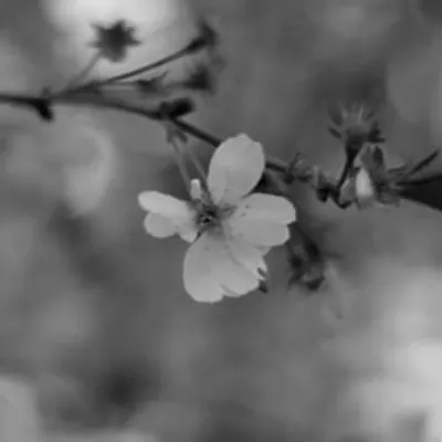bloom.