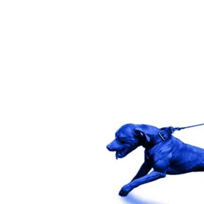 A Hit Dog Gon Holla