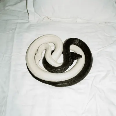 YIN YANG